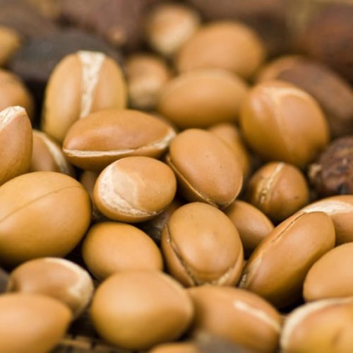 argan-fruits,-used-for-cosmetical-products